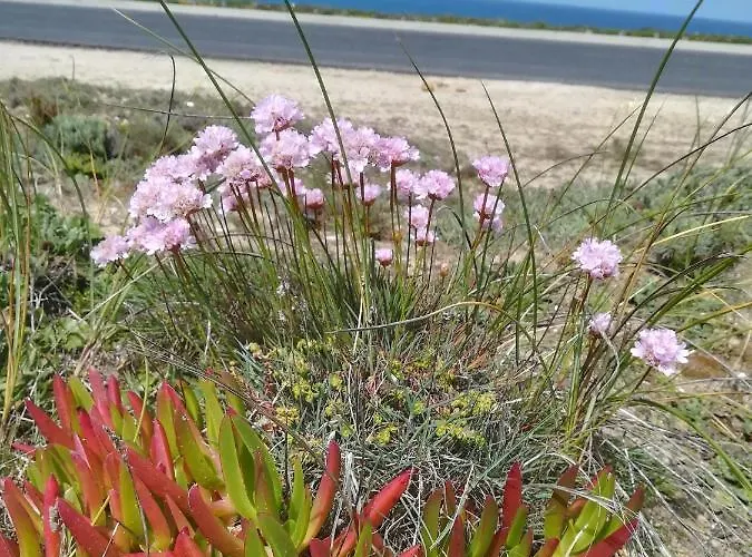 Camarcao Violante Daire Foz do Arelho